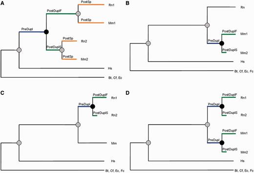 Schematic representation of the gene duplication data sets employed in this study. (A) Prespeciation duplication set (Pre-SD), 35 families. (B) Postspeciation duplication set (Post-SD) with one duplication in mouse, 73 families. (C) Postspeciation duplication set (Post-SD) with one duplication in rat, 29 families. (D) Postspeciation duplication set (Post-SD) with one duplication in mouse and one in rat, 15 families. Black circles indicate a duplication event and grey circles a speciation event. Rn, Rattus norvegicus; Mm, Mus musculus; Hs, Homo sapiens; Bt, Bos taurus; Cf, Canis familiaris; Ec, Equus caballus; Fc, Felis catus.