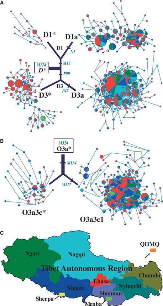 Median-Joining networks for Y-chromosomal haplogroups D-M174 and O3a-M324. (A) The D-M174 and its subhaplogroups D1*-M15, D1a-N1, D3*-P99, and D3a-P47. (B) The O3a-M324 and its subhaplogroups O3a3c*-M134 and O3a3c1-M117. The diagnostic mutations used to classify the subhaplogroups are labeled on the branches. Each node represents a haplotype and its size is proportional to the haplotype frequency, and the length of a branch is proportional to the mutation steps. (C) A map color-coding the geographic regions of the Tibetan Plateau. The colored areas indicate the geographic origins of the studied populations (merged by prefectures) and the colors correspond to the node colors in the networks.