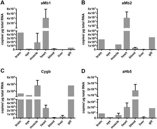 Quantification of mRNA levels of selected sea lamprey globins in different tissues. Using qRT-PCR the mRNA copy numbers of the aMb1 (A) and Mb2 (B), the putative Cygb (C), and aHb5a (D) were obtained. aMb1 and aMb2 were detected in heart, brain, gill, and skeletal muscle, aHb5a was most highly expressed in blood, whereas Cygb showed a widespread distribution.