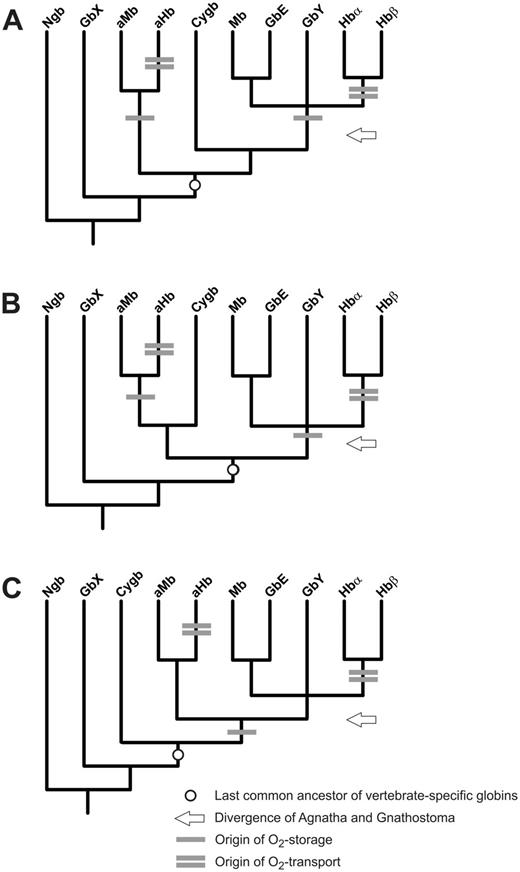 Hypothesized evolution of respiratory function in vertebrate globins. The three possible positions of Cygb are depicted in simplified models illustrating alternative relationships among the eight primary vertebrate globin types (A–C). One bar indicates the origin of O2-storage function (and, possibly, pentacoordination), whereas two bars indicate the origin of blood O2-tansport function. The circle indicates the last common ancestor of the vertebrate-specific globins and the arrow the time of divergence of Agnatha and Gnathostomata. Note that if last common ancestor of the vertebrate-specific globins already had an O2-storage function, this function may have also been lost in Cygb.