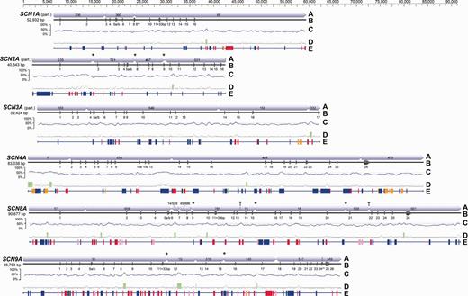 Gene structure for the six SCNA paralogs detected using BAC library scanning. To facilitate comparison, genes are aligned by the start codon in exon 1. Total base pair length represents the concatenated length of the contigs shown and may include untranscribed regions. (A) Concatenated contigs from 454 sequencing. (* indicates that contigs share an edge; † indicates that two contigs share an edge with a third small contig.) (B) Exon/intron structure. Partial CDS was obtained for three paralogs. (** indicates an incomplete exon.) (C) GC content using a 500-bp sliding window. (D) CpG islands (green) predicted by Geneious. (E) Simple repeats or TEs identified by Censor (green = satellite; red = DNA transposon; pink = endogenous retrovirus; orange = LTR retrotransposon; blue = non-LTR retrotransposon).