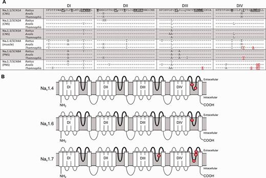 (A) Amino acid substitutions in the pore regions (or “P-loops”) for six Nav in Thamnophis sirtalis. All sequences are shown relative to rat Nav1.1, with residues involved in TTX binding underlined. Substitutions putatively conferring TTX resistance are shown in red. (B) Locations of putative resistance-conferring substitutions in Nav1.4, 1.6, and 1.7.