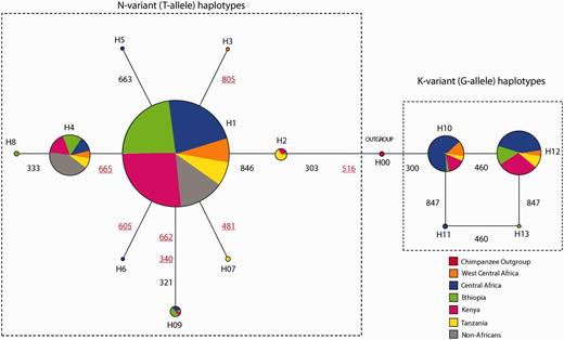 Inferred haplotype relationships for global populations. Haplotype relationships were constructed using Network 4.15 (Bandelt et al. 1999). The circles represent haplotypes and the size of the circles is proportional to the number of chromosomes with a given haplotype. Colors within each haplotype represent the proportion of chromosomes with that haplotype within a population or geographic region. The alpha/numerical label beside each haplotype is the designated name of each haplotype. The numbers and lines between haplotypes represent the nucleotide position of mutations that differentiate haplotypes.
