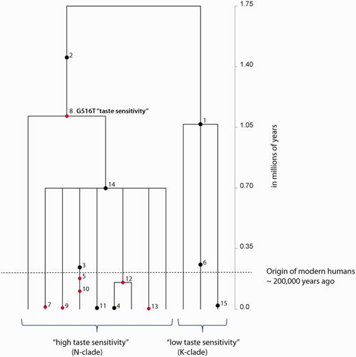 Inferred TMRCA of global variation and individual ages of mutations at TAS2R16. A gene tree describing the mutation history or genealogy of polymorphisms in the coding region of TAS2R16 was constructed using a coalescent-based method implemented in GENETREE (Griffiths 2007). The TMRCA and ages of polymorphisms are mean estimates with standard deviations listed in supplementary table S10, Supplementary Material online. The scale (in millions of years) is along the vertical axis of this figure. Dots represent mutations, and the numbers beside each dot are the designated identifier for each polymorphism given by the GENETREE program. The red dots indicate nonsynonymous variants, while black dots signify synonymous variation. We also indicated the polymorphic variation associated with salicin bitter taste (G516T). The dashed horizontal line represents the origin of anatomically modern humans ∼200,000 years ago.