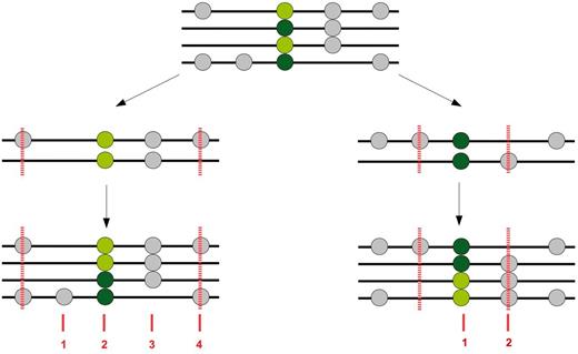 Length of a segment of haplotype homozygosity. A sample of four chromosomes (black horizontal bars) carrying two copies of the derived allele (light green circles) and two copies of the ancestral allele (dark green circles) at a segregating site. On the left side, the haplotype homozygosity for the pair of chromosomes carrying the derived allele is shown. The haplotype is defined by the closest pairwise difference upstream and downstream of the segregating site, indicated by vertical dashed red lines. The length of the haplotype is given in terms of the number of segregating sites contained within the haplotype boundaries (vertical dashed red lines) using the entire sample. The number of polymorphic sites within the boundaries is given by the numbers in red. On the right side, the haplotype homozygosity for the pair of chromosomes carrying the ancestral allele is shown. The haplotype boundaries and haplotype length are set up as described for the derived allele.