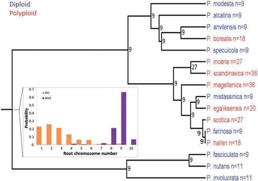 ChromEvol inferences for Primula Aleuritia complex. Ploidy levels inferences for tip taxa based on model M10 are marked as blue (diploids) and red (polyploids). The ML ancestral chromosome numbers estimated using model M10 are given next to the internal nodes. The inset compares the inferred chromosome number distribution at the root using models M2 (orange) and M10 (purple).