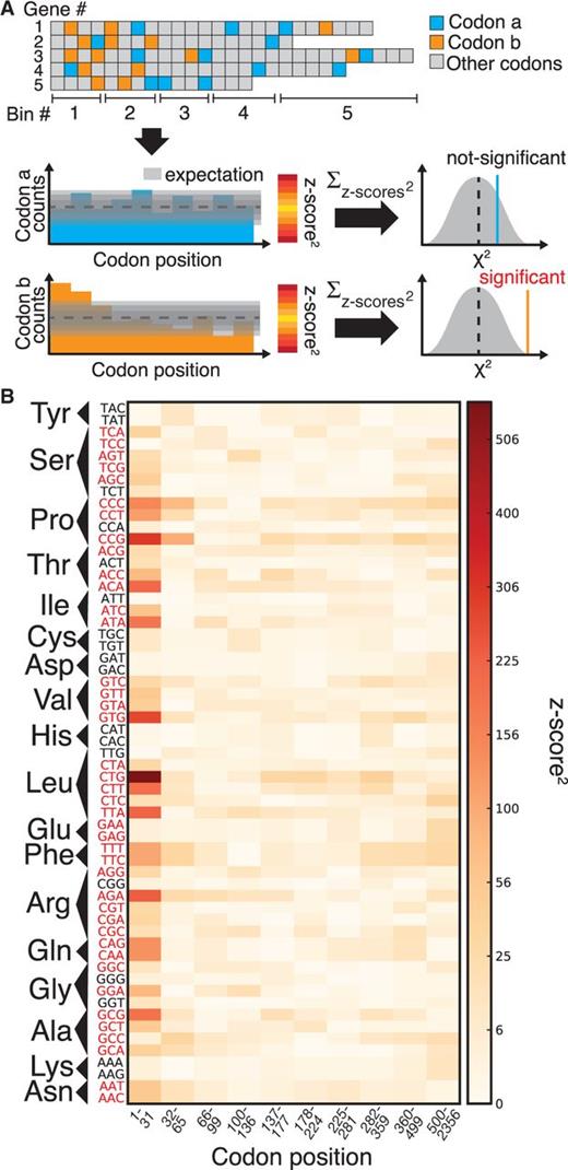 Codon usage bias is not uniform with regard to intragenic position. (A) This cartoon schematic shows one codon that is used evenly throughout the toy gene set (codon a, blue) and one codon that is not (codon b, orange). To statistically verify this, we align all genes at the 5′-region, group each codon into position-dependent bins, compare codon usage in each bin to random expectation, and sum the deviations over all bins. (B) Squared z scores of codon usage for Escherichia coli as a function of position. Codons on the y axis are grouped according to the amino acid they code for and are labeled red if their usage bias is significantly nonuniform (). Results for each bin are depicted according to the quadratically scaled color bar, and the ten bins are arranged from 5′ to 3′.