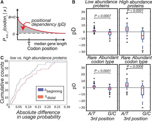 The effect of gene expression on position-dependent codon usage bias. (A) Illustration of the pD metric and exponential parameters. (B) pD of codons in the genes of low- and high-abundance proteins split according to codon prevalence (top) and third position base (bottom). We observe a significant difference in absolute pD of the codons between the two gene sets and differences within each gene set according to rare and abundant codons. Within gene sets, we also observed significant differences in pD between codons that end in A/T versus those that end in G/C. (C) For each codon, we took the absolute difference in codon probabilities between the low- and high-abundance protein data sets and did so at two different points, the beginning of sequences and the median. Shown are the cumulative distributions of these differences.