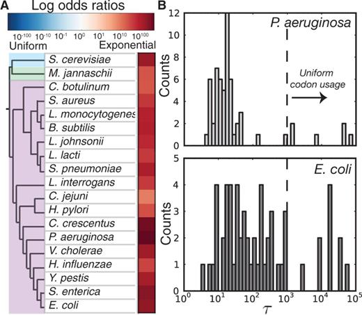 Position-dependent codon usage bias in multiple organisms. (A) The observed log odds ratios for the exponential decay model fits relative to uniform model for different organisms. (B) The distribution of τ values for E. coli and P. aeruginosa highlights potential differences in the evolutionary forces that have shaped the respective genomes.