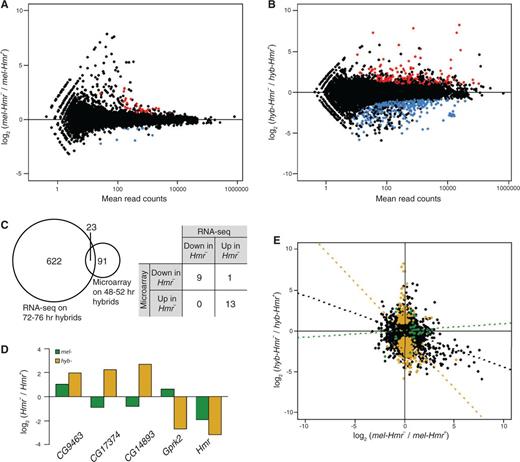 Differential expression between Hmr+ and Hmr– in Drosophila melanogaster and hybrid male larvae. (A) Each dot represents the log2 of the fold difference in expression of each gene in mel-Hmr– relative to mel-Hmr+, plotted against the expression level calculated as mean number of reads. Red indicates genes significantly upregulated and blue significantly downregulated in mel-Hmr–. (B) Same analysis as in part (A), for hyb-Hmr– relative to hyb-Hmr+. (C) Left, overlap of differentially regulated genes between hyb-Hmr– and hyb-Hmr+ identified in this RNA-Seq study and in a previous microarray study (Barbash and Lorigan 2007). Right, comparison of the direction of change for the 23 overlapping genes. (D) Comparison of the direction of change for the five genes that are significant in both (A) and (B). Green, mel-Hmr– relative to mel-Hmr+; yellow, hyb-Hmr– relative to hyb-Hmr+. (E) Correlations between fold differences of the mel (A) and hyb (B) comparisons for the whole transcriptome (black, Pearson’s r = −0.257), for genes significantly misregulated in mel-Hmr– from (A) (green, r = 0.079), and for genes significantly different between hybrids from (B) (yellow, r = −0.310).