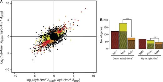 Allele-specific regulation in hybrids. (A) Amel-specific expression difference between the hybrids plotted against Asim-specific expression difference. Genes where both alleles are significantly different are indicated in red. Genes where only Amel significantly differs are marked yellow and only Asim significantly differs are marked orange. (B) Number of significant genes from (A) are plotted. Hatched areas represent the genes deemed different between the hybrids regardless of allele-specific expression (i.e., differentially expressed genes in fig. 1B).