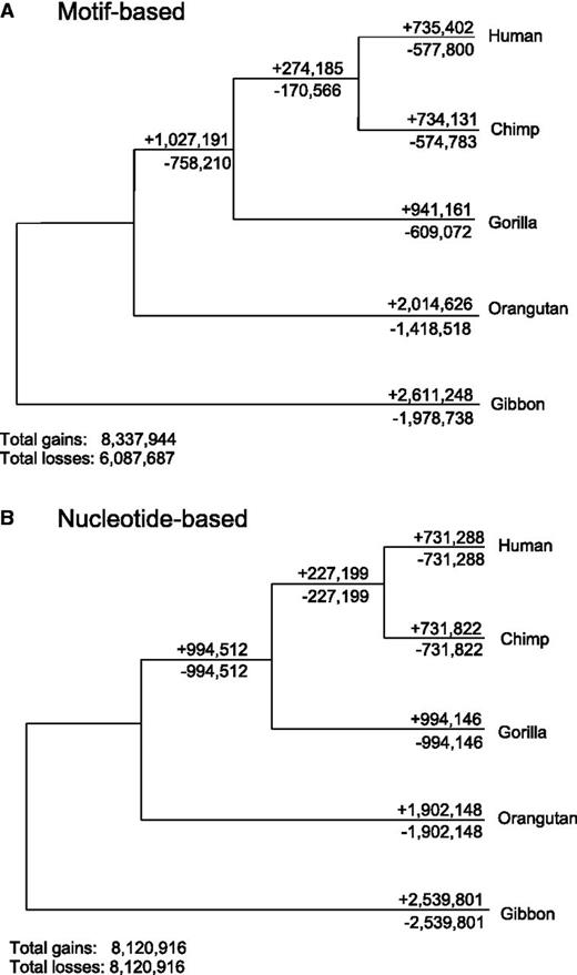 Two methods for inferring turnover rates in syntenically defined primate 3′-UTRs. In (A), the ancestral states of 3′-UTRs (containing or not containing a binding site) are inferred using presence/absence calls in extant species at the level of motifs, and gains and losses are in turn inferred from the inferred ancestors. Losses appear to occur much less frequently than gains. In (B), a revised maximum likelihood approach using individual reconstructed ancestral nucleotides was applied to primate 3′-UTRs. The skew toward gains is completely ameliorated.