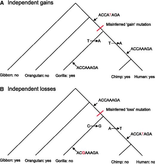 Independent gains are less likely than independent losses. Although parsimony approaches may misinfer independent gain substitutions in multiple descendants as single events (A) and independent loss substitutions as single events (B), independent gains in an ancestral sequence one step away from being a binding site can only occur by one type of substitution (represented by two independent T–>A events at position 5), whereas independent loss substitutions can occur by any event anywhere within an existing site (here represented by C–>G at position 3 and A–>T at position 5). Independent, misinferred loss substitutions are therefore much more likely to occur than independent, misinferred gains.