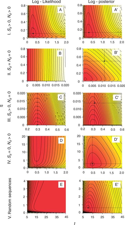 Contour plots of log-likelihood (A–E) and log-posterior (A'–E') densities for ω and t for five synthetic pairwise sequence alignments of 100 codons. The dashed lines indicate the MLE. Five cases are analyzed: I. normal sequences (A and A'), II. identical sequences (B and B'), III. sequences with only synonymous changes (C and C'), IV. with only nonsynonymous changes (D and D'), V. random sequences (E and E').