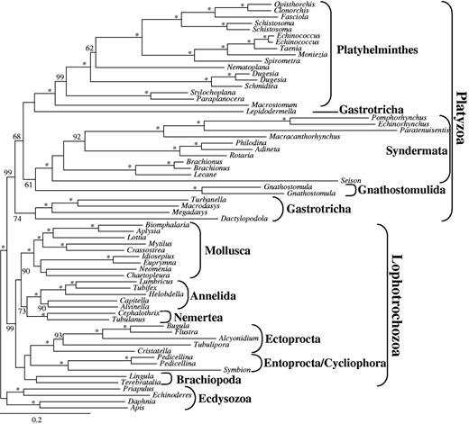 Maximum-likelihood (ML) tree obtained by analysis of data set d01 with 65 taxa and 82,162 amino acid positions. Only BS values ≥50 are shown at the branches. *Maximal support of 100. Higher taxonomic units are indicated.