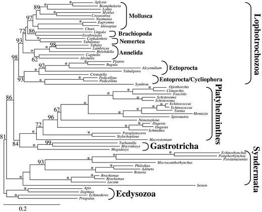 ML tree obtained by analysis of data set d02 with 61 taxa and 36,513 amino acid positions. Only partitions with low to medium up to low degrees of missing data were included and the four unstable taxa (Lepidodermella squamata, Dactylopodola baltica, and the two Gnathostomulida species) were excluded. Only BS ≥ 50 are shown at the branches. *Maximal support of 100. Higher taxonomic units are indicated.