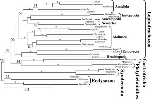 ML tree obtained by analysis of data set d08 with 34 taxa and 29,133 amino acid positions. Only partitions with low degrees of branch length heterogeneity were included and all taxa exceeding LB scores >0 in tree of figure 1 were excluded. Only BS ≥50 are shown at the branches. *Maximal support of 100. Higher taxonomic units are indicated.