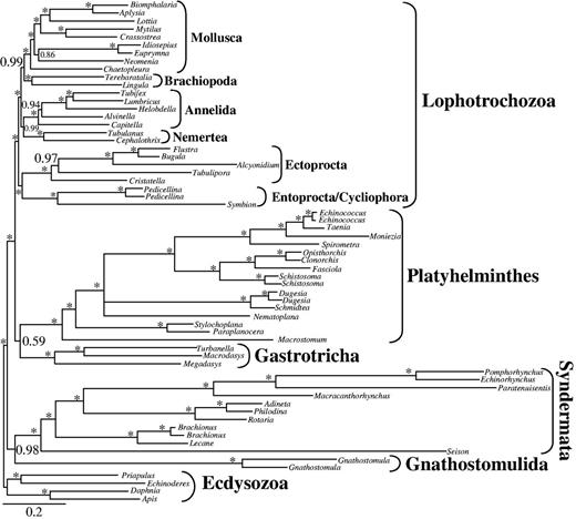 BI tree obtained by analysis of data set d02 with 63 taxa and 36,513 amino acid positions. Only partitions with low to medium up to low degrees of missing data were included and only the two unstable gastrotrich taxa Lepidodermella squamata and Dactylopodola baltica were excluded. Only PPs ≥ 0.50 are shown at the branches. *Maximal support of 1.00. Higher taxonomic units are indicated.