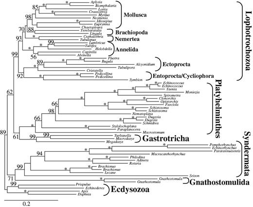 ML tree obtained by analysis of data set d02 with 63 taxa and 36,513 amino acid positions. Only partitions with low to medium up to low degrees of missing data were included and only the two unstable gastrotrich taxa Lepidodermella squamata and Dactylopodola baltica were excluded. Only BS ≥50 are shown at the branches. *Maximal support of 100. Higher taxonomic units are indicated.