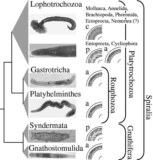 Proposed phylogeny of Spiralia. Higher taxonomic units and names are given. Drawings depict the acoelomate (=a), pseudocoelomate (=p), and coelomate (=c) body organization. Picture of Rotaria neptunoida (Syndermata) was courtesy of Michael Plewka. (?) means that it is still discussed if the lateral vessels of the nemertean circulatory system are homologous to coelomic cavities of other lophotrochozoan taxa (Turbeville 1986).