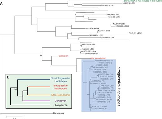 Phylogenetic tree of haplotypes. (A) Phylogenetic tree of all nonrecombinant contemporary haplotypes, Altai Neanderthal, Denisovan, and chimpanzee reconstructed using the maximum-likelihood method in MEGA 6 with 100 bootstrap replications. Chimpanzee sequence was used to root the tree. Trivial monophyletic clusters were collapsed to enhance the display of the phylogenetic tree without losing the major topology. The collapsed monophyletic cluster that includes the NA19084_a haplotype was marked with a green asterisk (*). (B) A simplified illustration of the tree topology in panel (A). It was observed that the bootstrap value of the node distinguishing the archaic/introgressive haplotypes from other haplotypes is high (98).