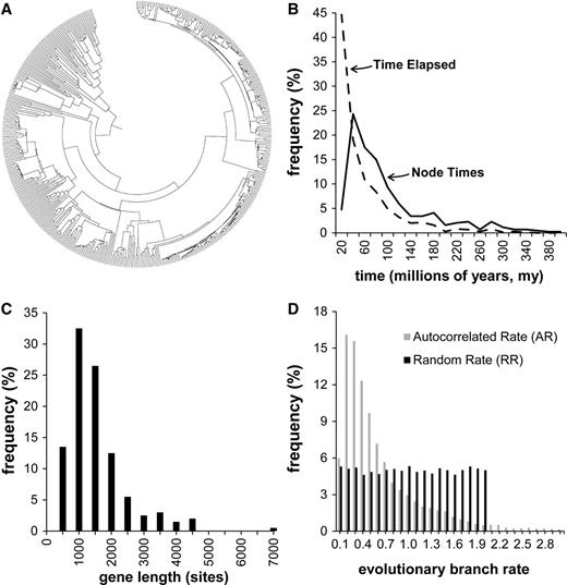 Model tree and substitution patterns. (A) A 446-taxa phylogeny used for computer simulations. (B) Distribution of node divergence times (solid line) in the tree. The dashed line represents the distribution of elapsed time along branches of the tree. (C) Distribution of simulated gene alignment length, based on empirically observed gene lengths. (D) Rates were varied in the simulations to span a variety of models and evolutionary patterns. Because we generally do not have knowledge of actual rate variation patterns in real situations, we used three types of simulated evolutionary rate variation: As a baseline, a CR scenario, one in which the rate variation among branches was autocorrelated (AR), and one in which the (expected) evolutionary rates varied independently on each branch based on a uniform distribution, as described in Materials and Methods. A histogram is shown of the distribution of simulated rates in each case, with the nominal rate set equal to 1.0. In the CR case, the length distribution would be represented by a single bin at x = 1.0.
