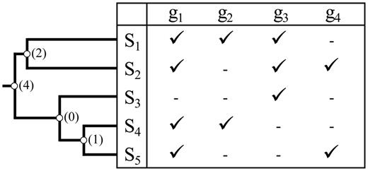 Node data coverage. The data coverage for any node in the phylogenetic tree is the number of genes that directly contribute to the time estimation for that node. A gene is considered to contribute to time estimation for a given node if it has sequences from at least one species pair, one each from the two immediate descendant clades. The figure shows a tree and corresponding data matrix, with genes g1 to g4 and species S1 to S5. Not all genes are available for each species. Available sequences are designated by check marks and missing ones are indicated by dashes in the matrix. Numbers in parentheses next to each node of the tree give the data coverage for that node. We may expect the time estimate for the node with zero data coverage to be very poor, since there is no sequence data to estimate the relevant branch length needed to estimate the divergence time. The best we can say is that it diverged at some time before either of its child nodes but after its parent node.