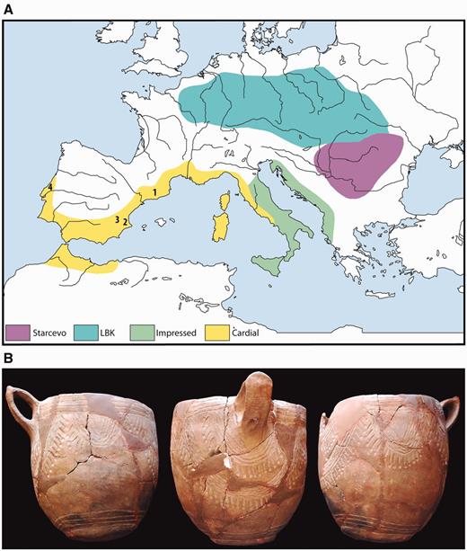 Early Neolithic Cardial culture. (A) Main cultural horizons associated with the earliest Neolithic of Central and Western Europe approximately 6,000–5,500 cal BCE. 1, Cova Bonica; 2, Cova de la Sarsa; 3, Cova de l‘Or; 4, Galeria da Cisterna-Almonda. (B) Cardial ceramics from Cova de la Sarsa. The impressed decoration is characteristically made with the serrated edge of cockle shells.