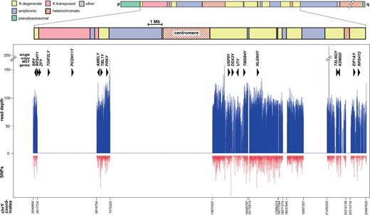 Distribution of sequenced regions on the MSY. At the top is shown a schematic representation of the Y chromosome and the analyzed subregion, with the distribution of the ampliconic, X-transposed, X-degenerate, and heterochromatic regions indicated (Skaletsky et al. 2003). The graph shows read depth in sequenced regions (blue) and density of discovered SNPs (red). Target coordinates for bait design (bottom) are according to GRCh37. Also shown are the locations of single-copy MSY genes (Skaletsky et al. 2003; Bellott et al. 2014), as triangles pointing in the direction of transcription. TXLNGY (Putative gamma-taxilin 2) replaces the former CYorf15A and CYorf15B (Skaletsky et al. 2003).