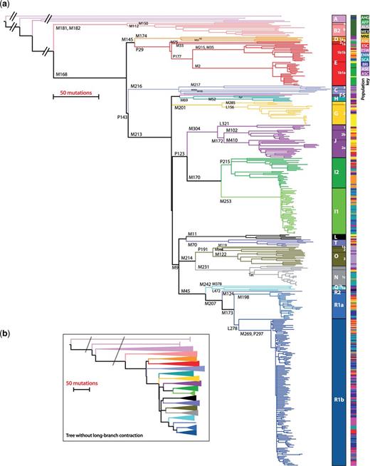 Maximum-parsimony tree of MSY SNP haplotypes. (a) Major haplogroups are indicated by colors, and selected haplogroup-defining mutations are indicated on branches. Deep-rooting branches have been contracted for display. The colored bar to the right indicates population group of origin: ASC: Asia, Central; ASE: Asia, East; BRI: British Isles; SCA: Scandinavia; ENW: Europe, North West; ESW: Europe, South West; ESC, Europe, South Central; ESE: Europe, South East; MNE: Middle and Near East; MEX: Mexico; AUS: Australia; AFP: Africa, food-producers; AHG: Africa, hunter-gatherers. Supplementary figure S1, Supplementary Material online, gives tips labeled with individual sample names. (b) Simplified tree showing the true lengths for deep-rooting branches. Diagonal dashed lines indicate the positions of branch contractions in part (a).