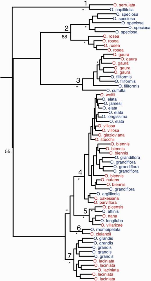 Maximum likelihood phylogenetic tree of the sample of 62 Oenothera individuals. The tree is based on 1.9 Mb of concatenated sequence from 939 orthologous loci for which outgroup data were available from Chamerion angustifolium (Onagraceae). The node labels (large font) 1–7 designate the seven monophyletic clades that are considered separately in subsequent analysis. Blue and red tip labels designate sexual and functionally asexual (PTH) Oenothera species, respectively. The percentage of bootstrap replicates supporting the tree topology above the species level (small font) are shown as follows: *96–100%; 51–95%, listed; ≤50%, not shown. Further information about each sample is available in supplementary table S1, Supplementary Material online.
