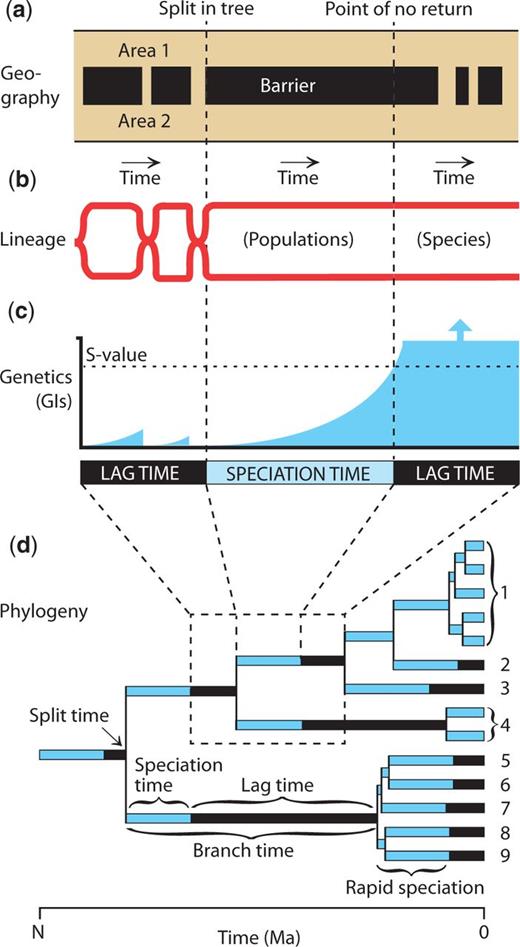 (1 column) Summary model of speciation. (a) Biogeographic history showing the contact and isolation of areas occupied by the two populations. (b) Phylogenetic lineages showing times of independence (two lineages) and times of interbreeding (one lineage). (c) Genic incompatibilities between the two populations, showing how they accrue at a time-dependent rate during geographic isolation, reset to zero during contact (interbreeding), increase to the S-value (the number of GIs that will cause speciation, the point of no return), and continue increasing beyond the S-value despite later contact of the newly formed species. (d) Hypothetical phylogeny, with numbered species, illustrating parameters of speciation in (a–c) to splits and branches in a tree.