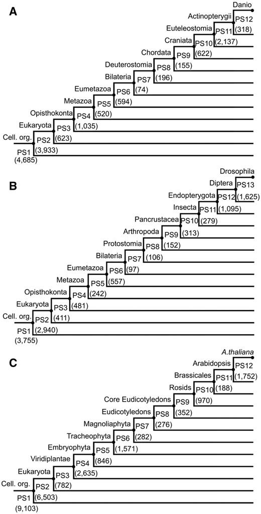 Phylostratigraphic maps for Danio rerio, Drosophila melanogaster, and Arabidopsis thaliana. (A) Danio rerio. (B) Drosophila melanogaster. (C) Arabidopsis thaliana. Numbers in parenthesis denote the number of genes per phylostratum (PS1–PS12/13). Cell. org., cellular organisms described by PS1.