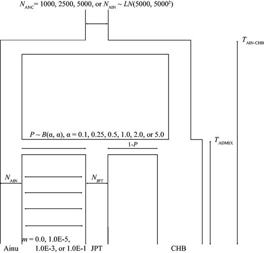 The complex hybridization model including hyper parameters of the prior for the admixture proportion (P), various ancestral population sizes (NANC = 1,000, 2,500, 5,000, or NAIN ∼ LN(5,000, 5.0002), and different migration rates between the Ainu and JPT (m = 0.0, 1.0-E5, 1.0E−3, 1.0E−1). The other parameters and their prior conditions are the same as the model shown in figure 1c.