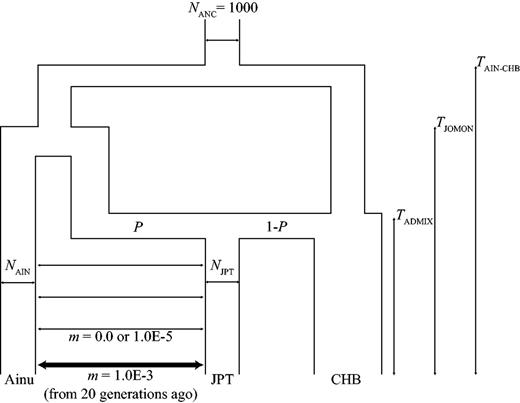 The complex hybridization model that includes the Jomon population structure. The divergence in the Jomon lineages occurs at TJOMON and one lineage leads to Ainu whereas the other contributes to the admixture as the direct ancestor of the Jomon lineage. NANC is assumed to be 1,000. The continuous migration (m = 1.0E−5) between the Ainu and JPT starts from TADMIX, while the rate changes 20 generations ago to m = 1.0E−3. The other parameters and their prior conditions are the same as the model shown in figure 1c.