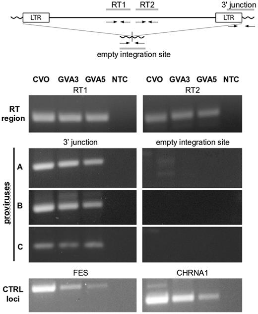 Detection of ELVgv integrations in the dermopteran genomic samples. Upper: schematics of ELVgv provirus with primer positions. Lower: PCR amplifications using primers targeting two regions of the ELVgv reverse transcriptase (RT), the three individual virus-host junctions and their corresponding pre-integration sites (proviruses A, B, and C), and two control loci (FES, CHRNA1) in dermopteran genome (Janecka et al. 2008). CVO, C. volans specimen; GVA3, GVA5, G. variegatus specimens; NTC, nontemplate PCR control.
