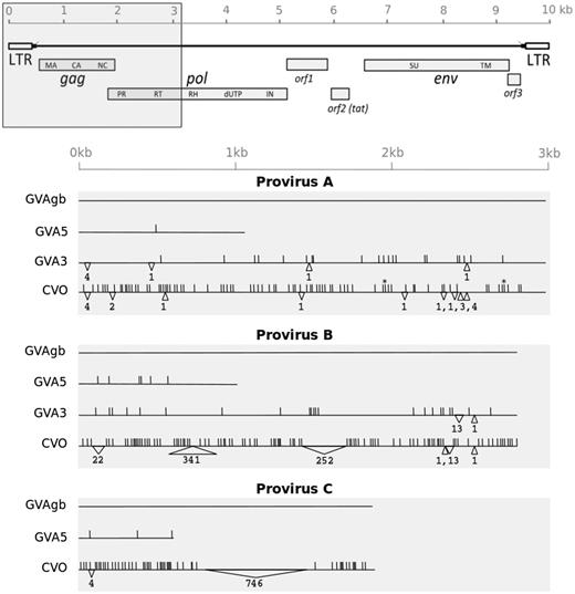 Sequence variability of three ELVgv proviruses integrated in the dermopteran genome. Upper: Schematic depiction of ELVgv genomic organization (Hron et al. 2014). Region analyzed by sequencing is highlighted by grey box. Lower: Graphical representation of individual partial proviral sequences, with scale indicated earlier. Each line represents one proviral sequence in particular specimen (CVO, GVA3, GVA5, GVAgb). Three blocks of lines correspond to the three proviral integrations (A, B, and C), where the sequence from GVAgb is taken in each case as a reference. Vertical lines indicate single nucleotide substitutions relative to the reference sequence. Insertions and deletions are depicted by upward and downward-pointing triangles, respectively, with the length indicated below. Heterozygous sites are indicated by asterisks.