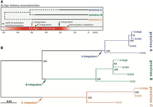 Evolutionary analysis of three ELVgv integrations. (A) Schematic depiction of ELVgv life history. The bottom axis depicts evolutionary time since present in millions of years. Ages of the most recent common ancestors of analyzed proviruses were estimated from ML phylogeny by assuming a known time of the Galeopterus/Cynocephalus split. Dashed line indicates the time preceding the integration of each provirus. Various evolutionary events are shown in the bottom part of the scheme. (B) ML tree of ELVgv proviral nucleotide sequences. Different colors correspond to the three proviral integrations (A, B, and C). Numbers next to nodes correspond to bootstrap values. Points corresponding to the estimated integration events of each provirus (details in main text) are depicted by arrows. Scale bar represents number of substitutions per nucleotide.