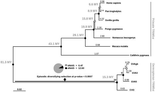 Analysis of selective pressures acting on TRIM5α sequence in dermopteran and primate species. ML tree of TRIM5α coding nucleotide sequences is shown. Bootstrap support values are depicted either as closed circles (bootstrap support > 95%) or open circles (bootstrap < 95%) for each node. Ages of most recent common ancestors, suggested in TimeTree (Hedges et al. 2006), are denoted next to the corresponding nodes in millions of years (MY). Values above terminal branches correspond to mean dN/dS estimates calculated in Datamonkey. This values do not differ by > 10% from the results obtained using PAML (data not shown). Result from the branch-site REL test for episodic positive selection performed in Datamonkey is shown for the branch leading to the dermopteran clade (node III). Specifically, dN/dS estimates of the two classes of codons with the percent of codons falling into each class are depicted. Scale bar represents number of substitutions per nucleotide.