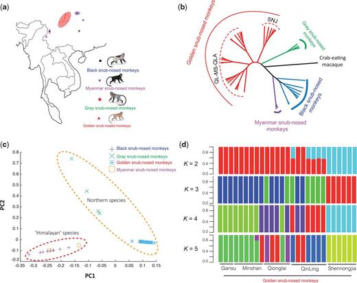 Geographic distribution, phylogenetics, and population structure of snub-nosed monkeys. (a) Current geographic distribution of snub nosed monkeys. (b) The neighbor-joining tree constructed from the allele-shared matrix of variants of 42 snub-nosed monkeys (crab-eating macaque, Macaca fascicularis, is the outgroup). (c) The Principal components analysis (PCA) of 42 snub-nosed monkeys. (d) Genetic structure of the golden snub-nosed monkeys inferred by frappe analysis. The number of populations (K) from 2 to 5 is shown. The sample location for each individual is also indicated.
