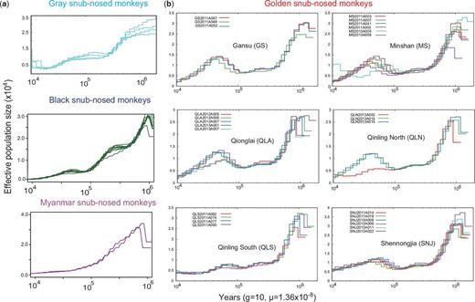 Ancestral population size of snub-nosed monkeys. (a) Ancestral population size was inferred using a PSMC model for each individual from gray, black, and Myanmar snub-nosed monkeys. Generation time (g) = 10 years, and neutral mutation rate per generation (µ) = 1.36 × 10−8. (b) Ancestral population size was inferred for each golden snub-nosed monkey individual from six current habitats or mountains. PSMC of black and Myanmar snub-nosed monkeys shown here are under 2% and 4% FDR, respectively.