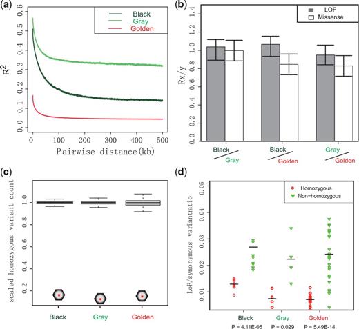 The linkage disequilibrium and genetic load. (a) LD patterns. (b) Relative number (Rx/y) of derived alleles at LoF (shade) and missense (blank) sites in pair-wise comparing groups among gray, black, and golden snub-nosed monkeys. Error bars represent ± 2 SD. (c) The scaled number of LoF variant sites (hexagon) in each population where at least one sample is homozygous for the derived allele. The distributions of the synonymous sites using the same statistic are shown in box. Whiskers show 5th and 95th percentiles. (d) The rate of LoF variants relative to synonymous variants in homozygous tracts for each sample (red circles) and in nonhomozygous regions (green diamonds). Horizontal bars denote population means; P values received from Kolmogorov–Smirnov test.
