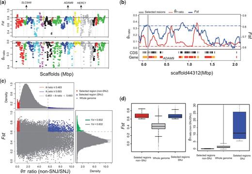 Genomic regions with selective sweep signals. (a) The θπ ratios (black snub-nosed monkeys/other snub-nosed monkeys) and FST values of the scaffolds where 19 positively selected genes in black snub-nosed monkey located. (b) Example of genes with strong selective sweep signals in black snub-nosed monkeys. θπ ratios and FST values are plotted using a 10 kb sliding window. (c) Distribution of θπ ratios (SNJ/Non-SNJ) and FST values, which are calculated in 100 kb windows sliding in 10 kb steps. Data points located to the left and right of the left and right vertical dashed lines, respectively (corresponding to the 5% left and right tails of the empirical θπ ratio distribution), and above the horizontal dashed line (the 5% right tail of the empirical FST distribution) were identified as selected regions for the SNJ (blue points) and non-SNJ (red points) populations. (d) Box plot of FST values (left) and θπ ratios (SNJ/non-SNJ) (right) for genomic regions of the SNJ and non-SNJ populations of golden snub-nosed monkeys that have undergone positive selection versus the whole genome. Boxes denote the interquartile range (IQR) between the first and third quartiles (25th and 75th percentiles, respectively) and the line inside the box denotes the median. Whiskers denote the lowest and highest values within 1.5 times IQR from the first and third quartiles, respectively. Outliers beyond the whiskers are shown as black dots.