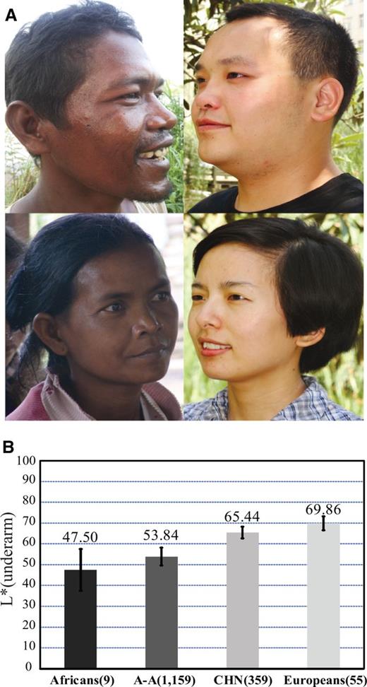 Skin pigmentation variation in world populations. (A) Skin pigmentation comparison between Austro-Asiatic speakers (left) and northern Han Chinese (right); these individuals represent the middle of skin color values of each population. (B) Comparison of skin darkness among world populations. The y axis indicates the L* value of underarm. The average L* value of each population is shown on the histogram, and the error bar indicates standard deviation. The L* values of Africans (African Americans), Europeans (European Americans) were from a previous report (Shriver and Parra 2000). The data of A-A (Austro-Asiatic speakers) and CHN (northern Han Chinese) were collected in this study. Sample size is indicated in the parenthesis.