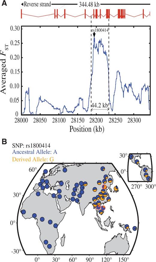 Genetic divergence between A-A and CHN and geographic distribution of rs1800414 in world populations. (A) Genetic divergence between A-A and CHN in the sequenced OCA2 gene region (∼344.5 kb) (measured by the averaged FST). The averaged FST of each position is the simple moving average with a sliding window size of 10 kb. The rs1800414 (showing the largest FST value) is labeled. (B) Geographic distribution of rs1800414 derived allele frequencies in world populations. The rs1800414 genotyping data of one CHN population and two A-A populations (Cambodia and China, marked with “red circles”) were from this study. Data of the other populations were from the HGDP database (http://hgdp.uchicago.edu/, last accessed July 10, 2015).