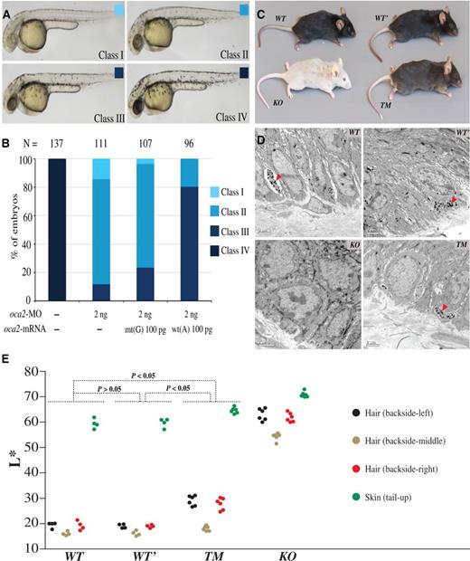 Transgenic and targeted gene modification analyses of zebrafishes and mice. (A and B) Effect of oca2 wt(A) or mt(G) mRNA overexpression in oca2 morphants. (A) The embryos at 36 h postfertilization were classified into four classes based on melanophore pigmentation. Class IV, wild-type pigmentation; Class I–III, different levels of pigmentation reduction. (B) Ratios of different classes of embryos. N, the total number of observed embryos. Note that, unlike wt(A) mRNA, mt(G) mRNA coinjection could not efficiently restore pigmentation in oca2-MO injected embryos. (C) Coloration comparison among different mouse strains, including the wild-type strain (WT), the strain containing two synonymous mutations (WT’), the knockout strain (KO), and the targeted modification strain (TM). (D) The distribution of melanosomes in the tail skin of different mouse strains. The “arrow” indicates the melanosomes in sectioned skin. (E) Quantification of hair and skin pigmentation among the mouse strains (WT, WT’, TM, and KO). The y axis indicates the L* value of the four measured body parts with the error bars indicating standard deviations. The P values are shown in the plot (Wilcoxon rank sum test). More details are presented in supplementary tables S6 and S7, Supplementary Material online.