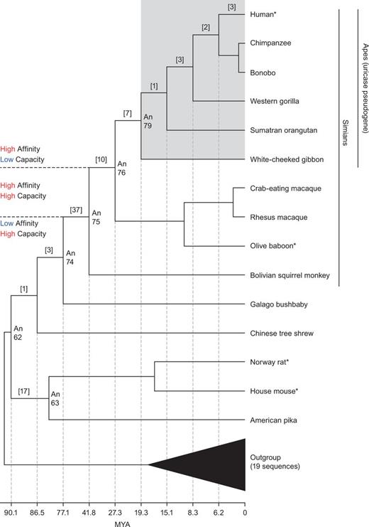 Phylogeny of the URAT1 transporter family and properties of modern and inferred ancestral transporters. Shown is a phylogenetic tree depicting the evolutionary relationships that focus on the Euarchontoglires portion URAT1 phylogeny. The nodes for which ancestral sequences were inferred and synthesized in the laboratory are labeled with the prefix of “An.” Modern transporters assayed in this study have an asterisk. The ape clade is boxed in gray and labeled to note the absence of functional uricase enzymes in this URAT1 phylogeny. The number of amino acid replacements between any two nodes is bracketed. Additional rodents/lagomorphs were used for evolutionary analyses but not shown in this simplified tree (supplementary fig. S3, Supplementary Material online). Divergence times for ancestral nodes are provided along the horizontal plane (Hedges et al. 2015). Color corresponds to values from table 1.