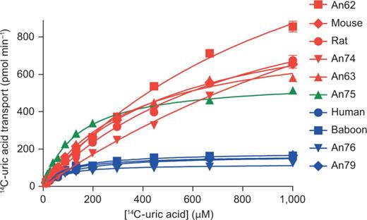 Uric acid transport kinetics of ancestral and extant URAT1 transporters. Assays were done as described in figure 1. High-affinity/low-capacity transporters, similar to hURAT1, are shown in blue. Low-affinity/high-capacity transporters, similar to r/mURAT1, are shown in red. The high-affinity/high-capacity transporter An75 is shown in green.