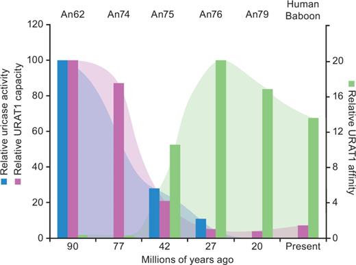 Gain of high uric acid affinity for URAT1 occurred at the same time in evolution as loss of uricase activity. Data for uricase activity were adapted from Kratzer et al. (2014) where the catalytic efficiency (Kcat/Km) of uricase ancestor An19/22 (7.08 × 105) from approximately 90 Ma was set to 100%. The catalytic efficiencies of other ancestral uricases are expressed as a percentage of the activity of An19/22. Uric acid affinity and transport capacity of URAT1 are from table 1 where, for An62, the Km (1,360 µM) was set to 1.0 and the Tmax (2,324 pmol/min) was set to 100. The affinity and transport capacity of the other URAT1 transporters were expressed as the ratio relative to An62.