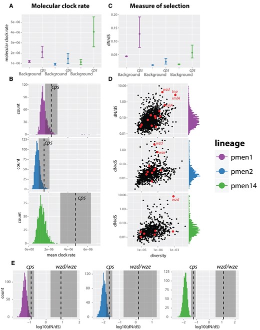The molecular clock rate and selection in the cps locus in three different lineages, PMEN1, PMEN2 and PMEN14. (A) The inferred molecular clock rate of the whole-genome alignment as inferred by BEAST2, with the capsule removed (background), and to the capsule-only alignment (cps), with error bars showing 95% highest posterior density. (B) The null distribution of the molecular clock rate in the genome, measured in 20 random regions from the genome (repeated 1,000 times), versus the clock rate of the cps locus. (C) Comparison of the mean ω = dN/dS value in the genome versus the cps locus. (D) Distribution of ω values estimated for each coding sequence versus underlying gene diversity measured using K80 model. The values of ω lying outside the 95% quantile range are not shown. (E) Null distribution of ω values in the background is compared with the estimated ω in the cps and the wzd/wze region. Shaded regions show the 95% confidence intervals.